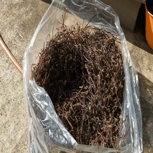 시에틀 고사리 (1/2 pound)